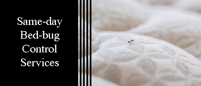 Same-Day Bed Bug Control Service
